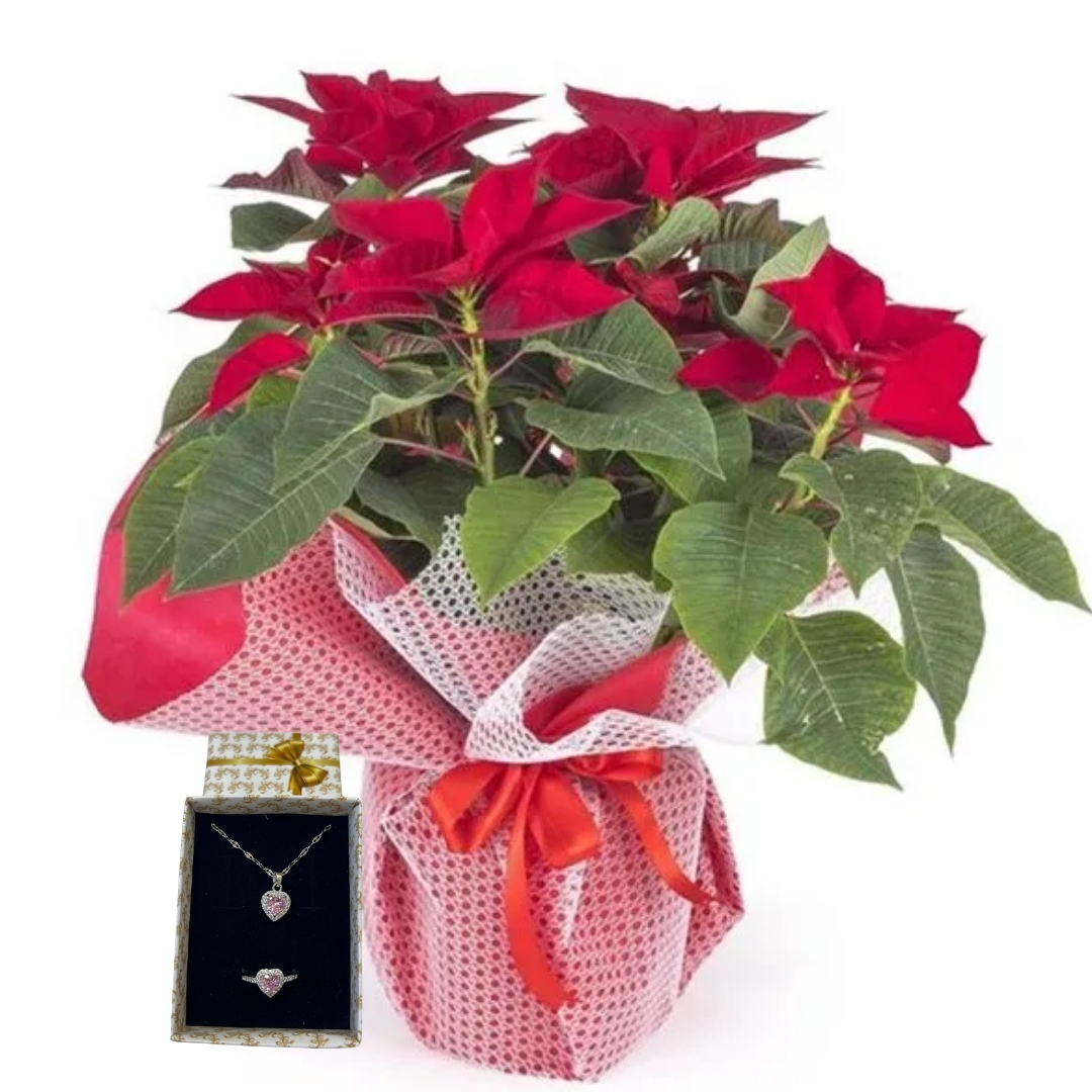 Kırmızının Asaleti