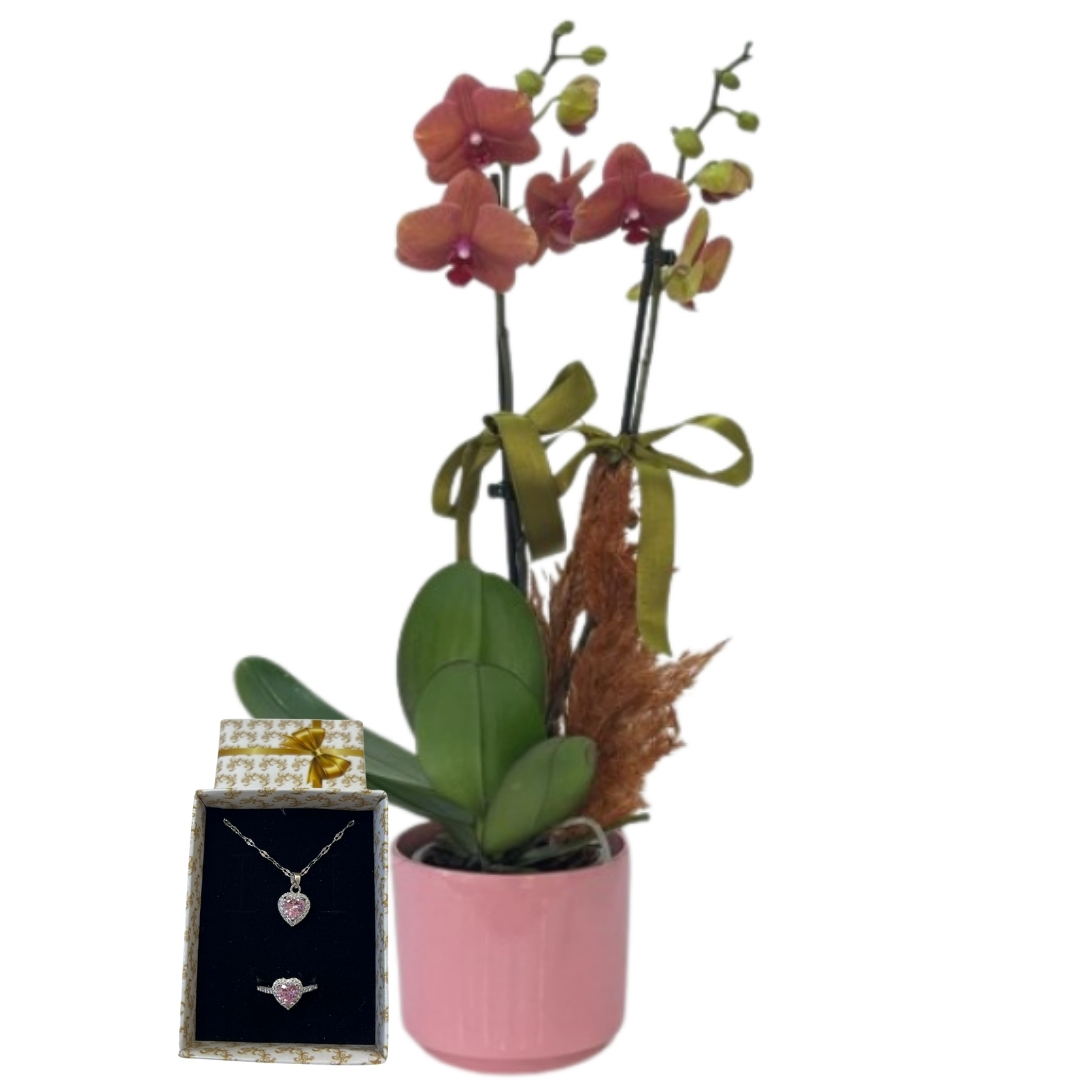 Pandoranın Kırmızı Orkidesi