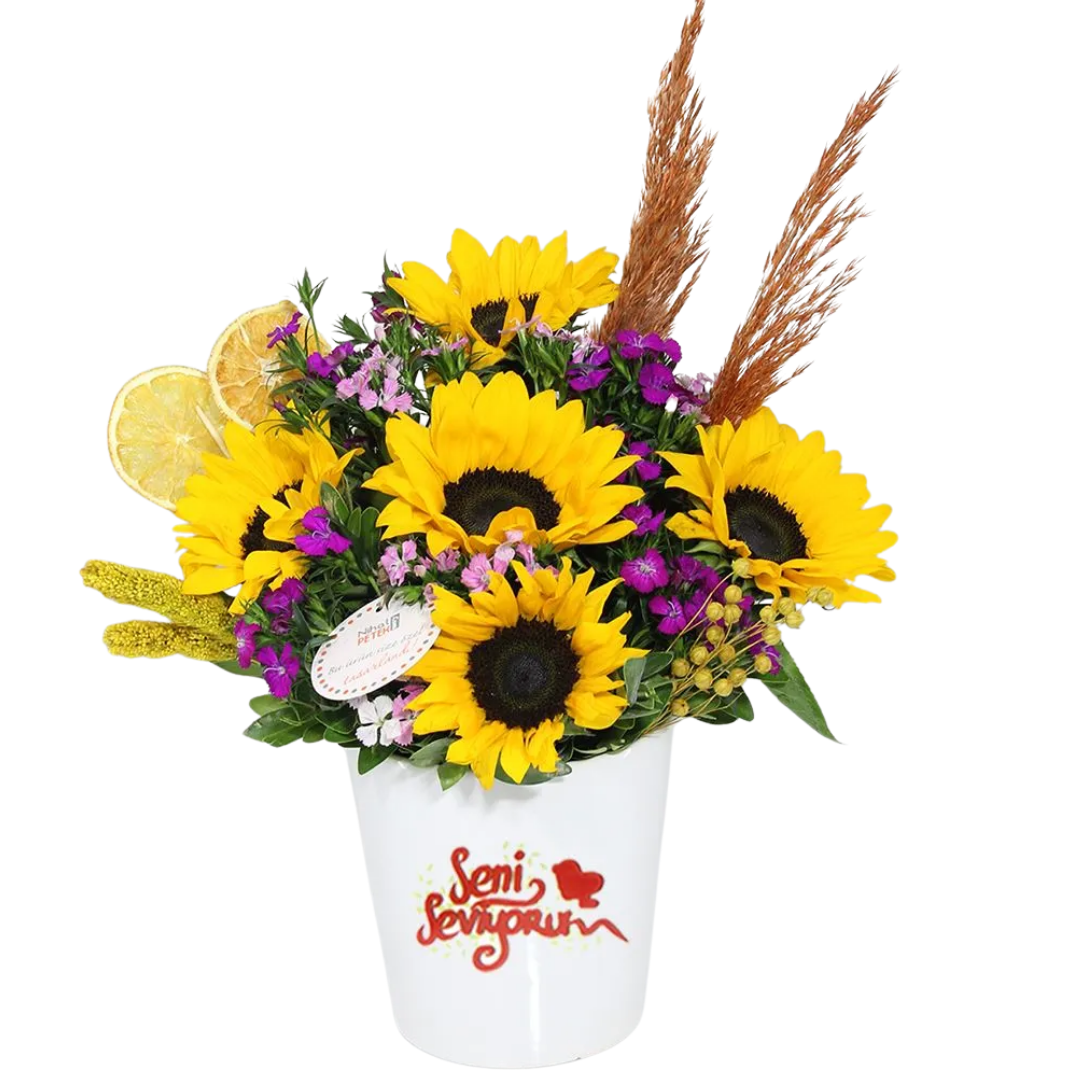 Ay Çiçeği Pandorası