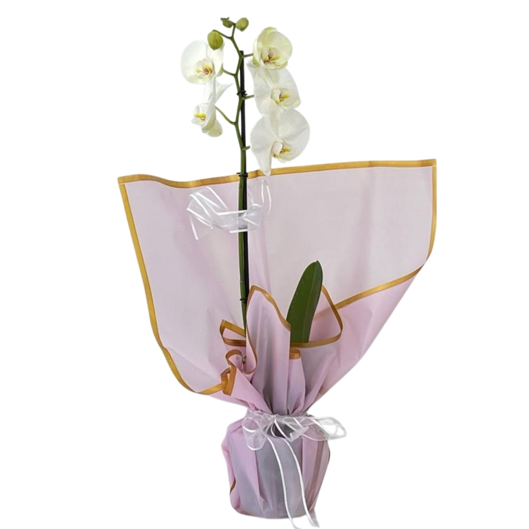 Zarifliğin Esintisi