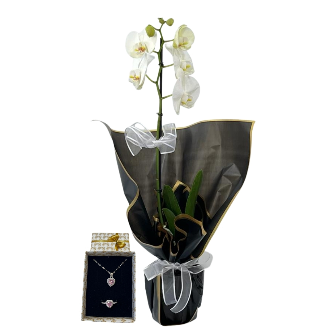 Asilliğin Tek Dalı