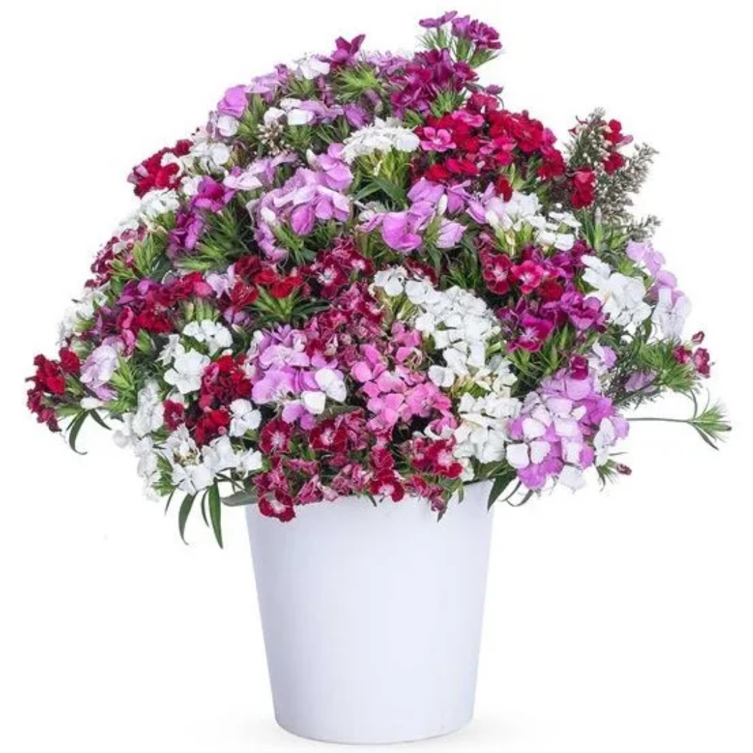 Renkli Hüsnüyusuf Zarafeti