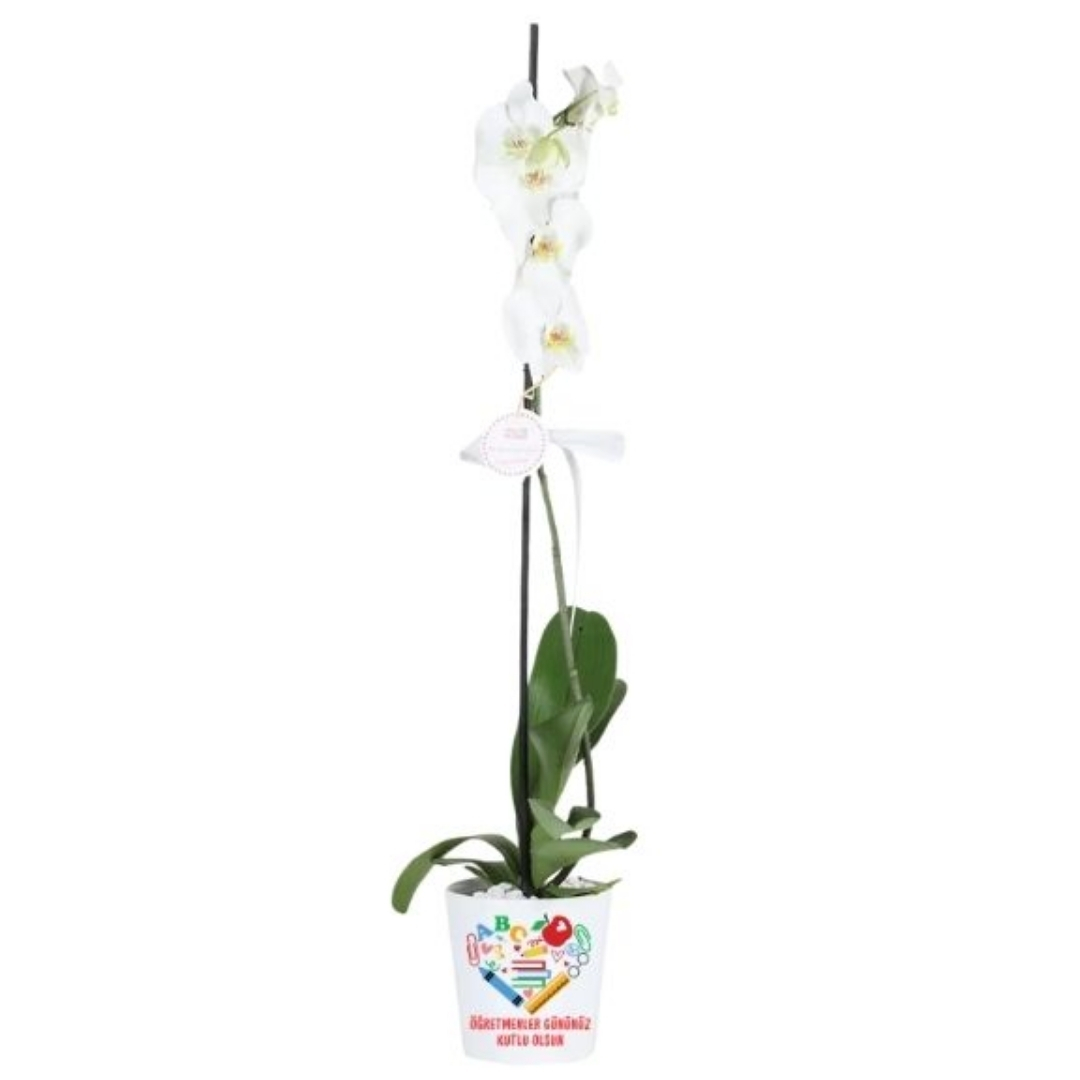 Öğretmenime Zarif Hediye