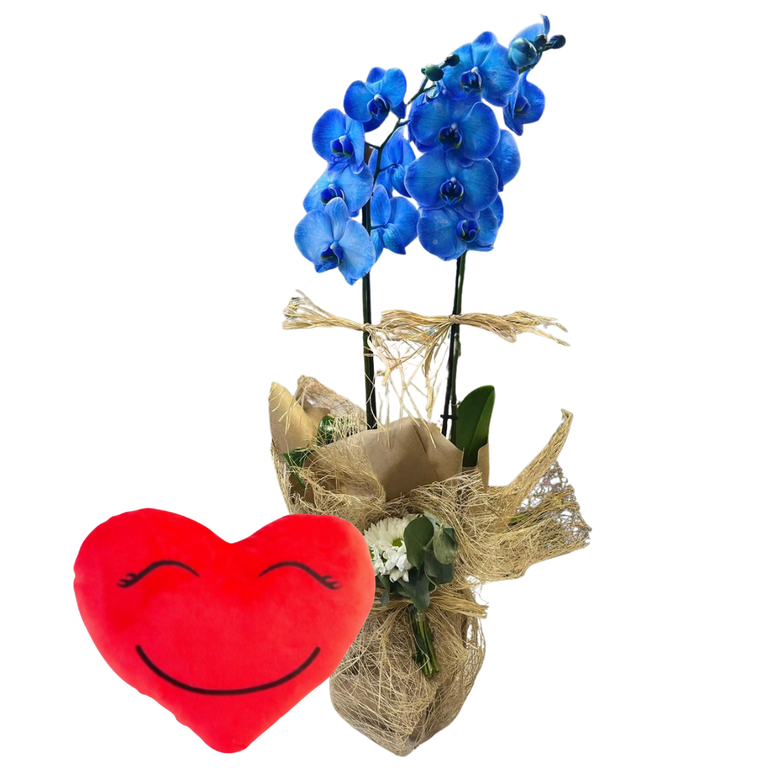 Kalbin Mavi Orkidesi