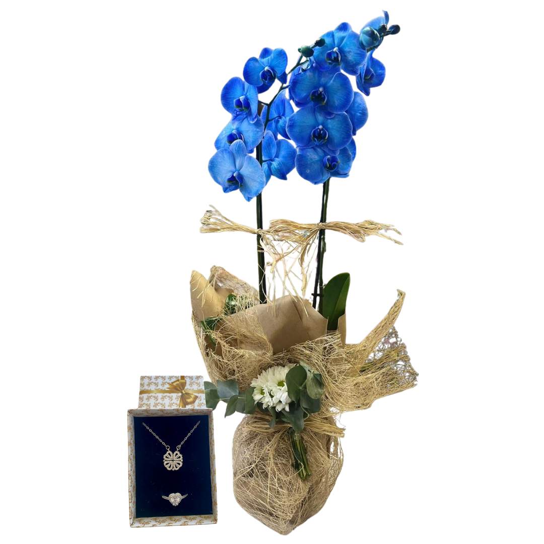 Yoncanın Orkide Şansı