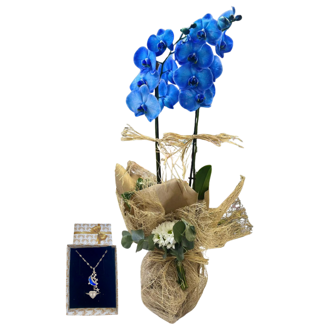 Ay Işığı Zarafeti