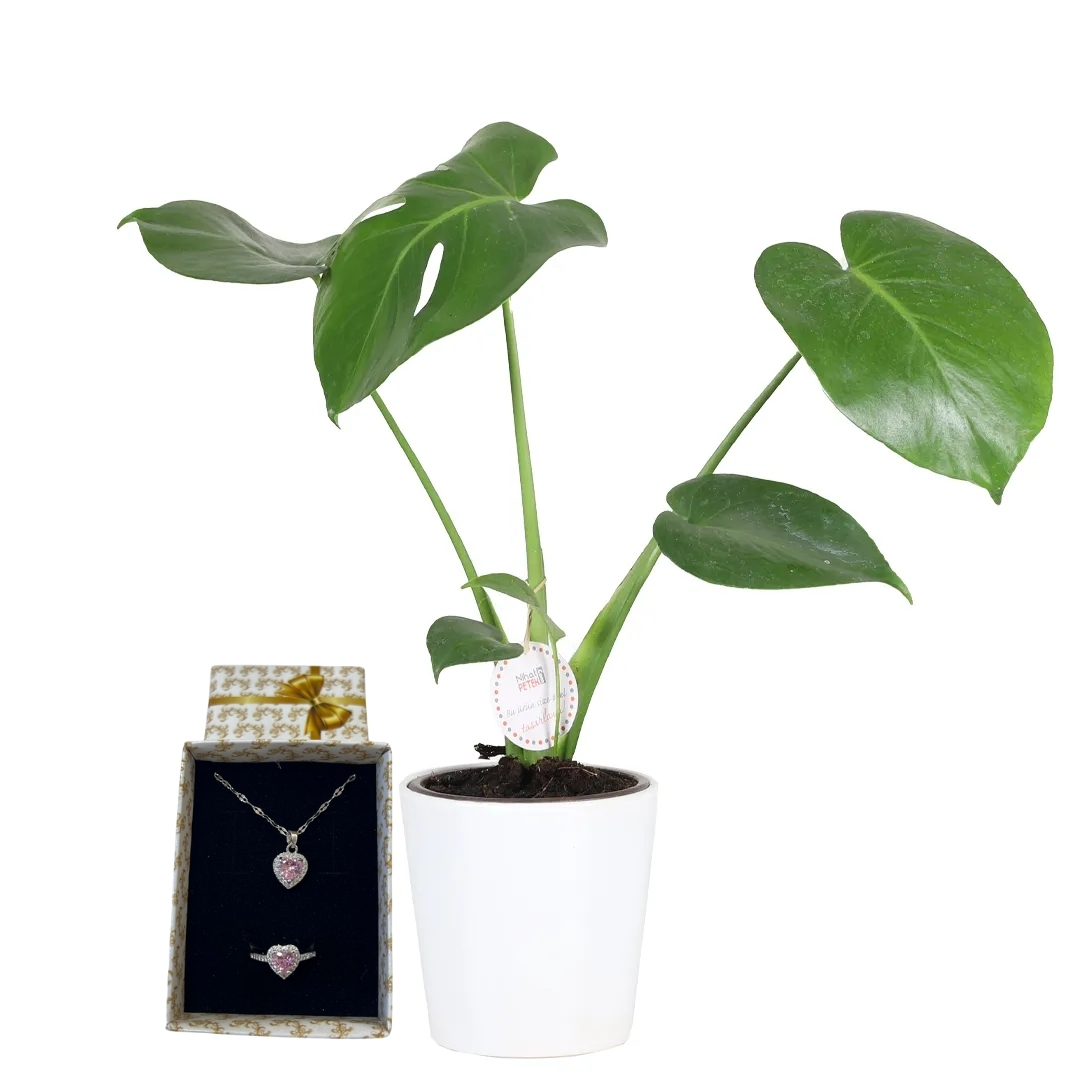 Yeşil Zarafet Saksısı