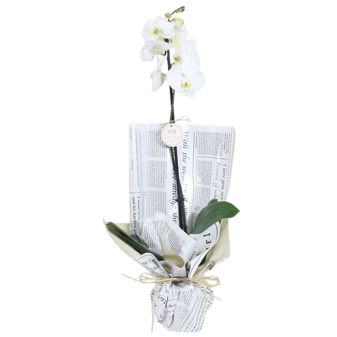 Beyaz Orkidenin Pandorası