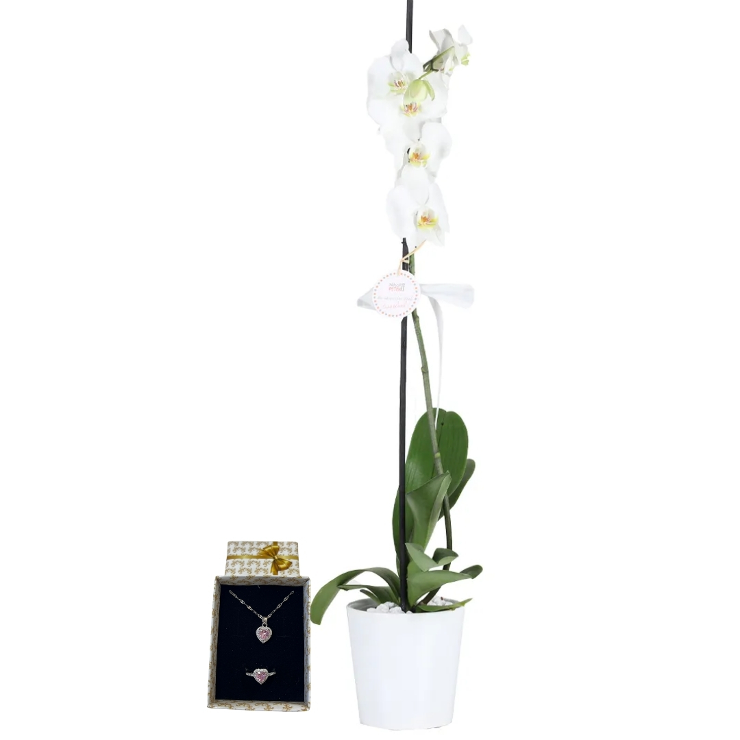 Sade Şıklık ve Pandora