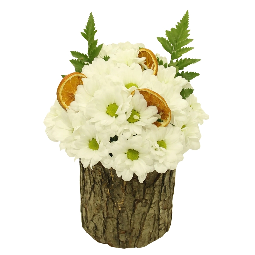 Kütükte Papatyalar