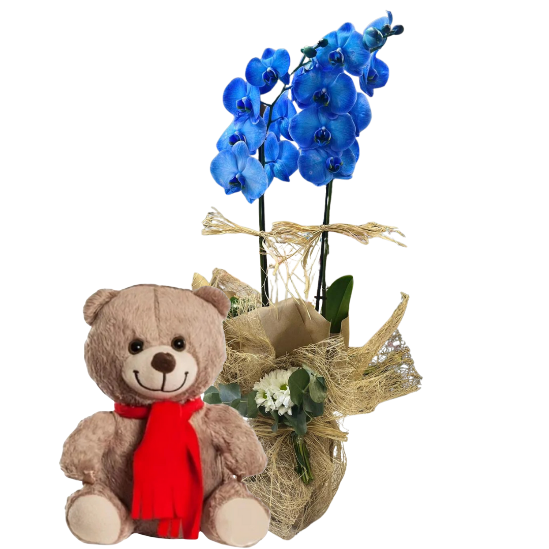 Mavinin Peluş Ayıcığı