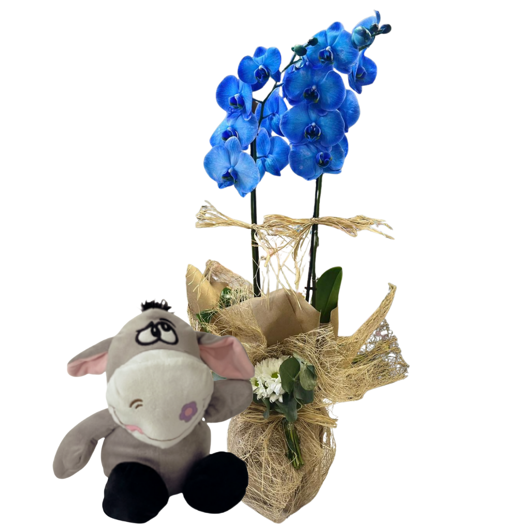 Tatlı Eşeğin Orkidesi