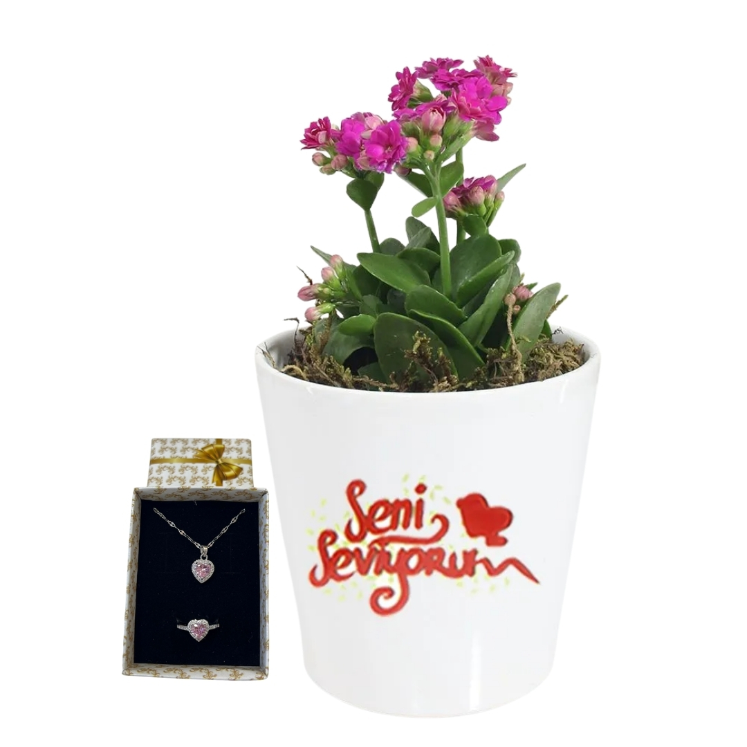 Pembe Kalonche Güzelliği