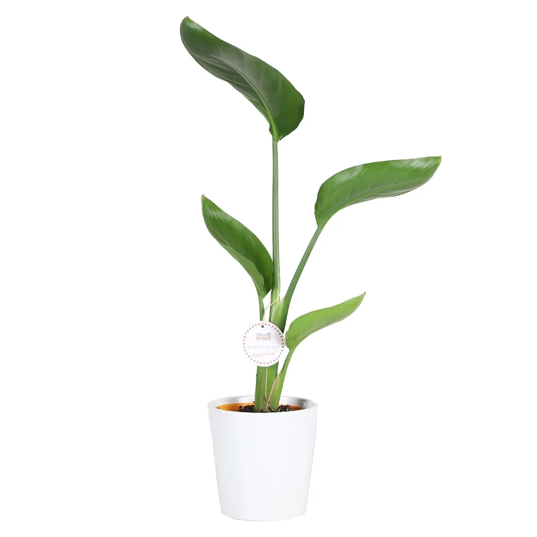 Sadeliğe Pandora Dokunuşu