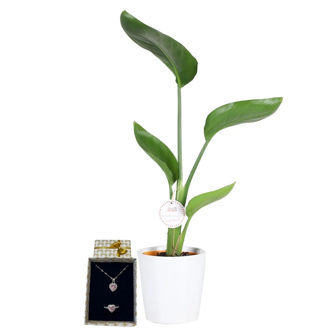 Sadeliğe Pandora Dokunuşu