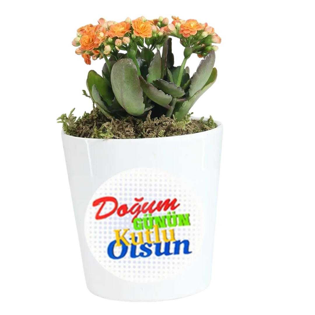 Turuncu Aşk Çiçeğim