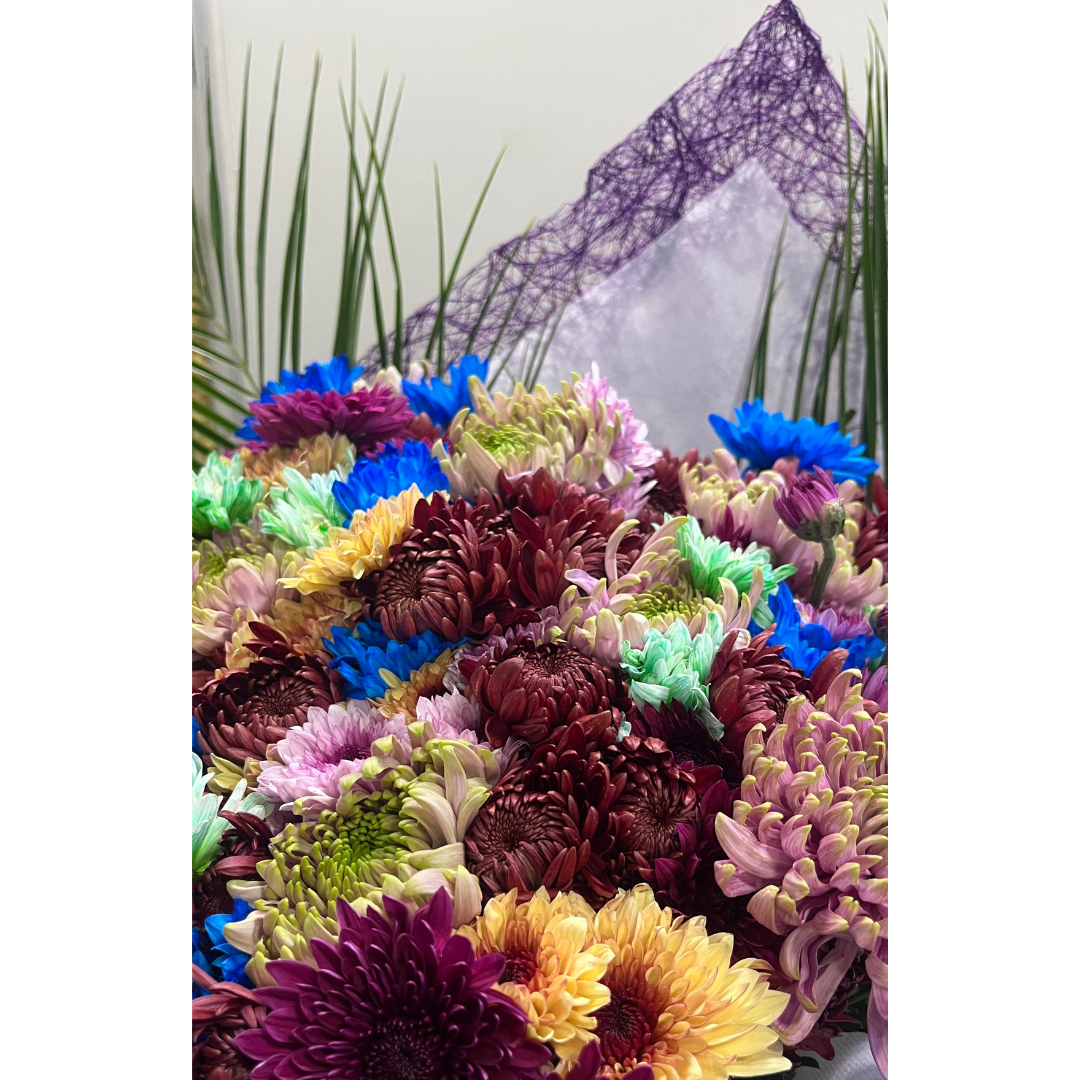 Papatya Işıltısı