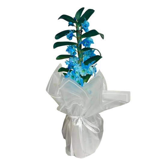 Açık Mavi Bambu Orkide