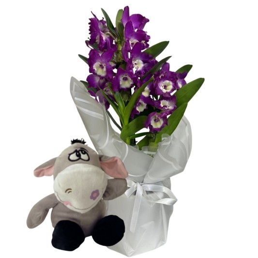 Mor Bambu Orkidenin Eşeği