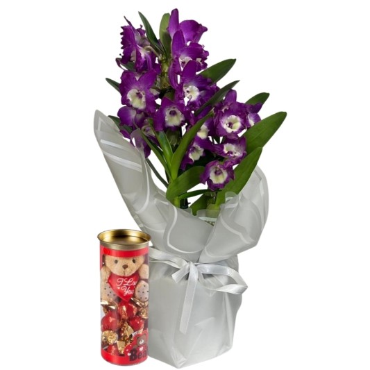 Mor Bambunun Silindir Çikolatası