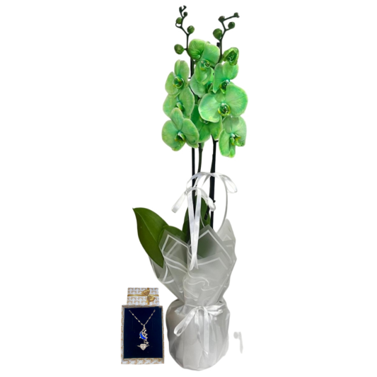 Ay Işığı Yeşil Orkide