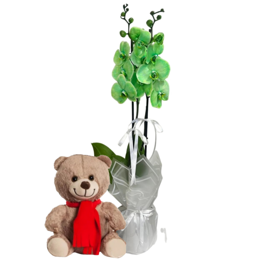 Mutlu Ayıcıklı Yeşil Orkide