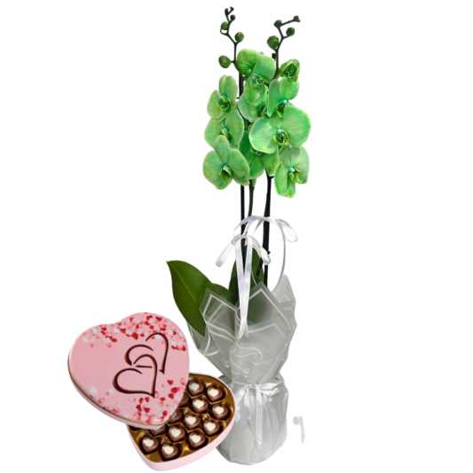 Tatlı Kalp Yeşil Orkide