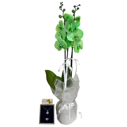 Pembe Zarafet Yeşil Orkide