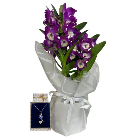 Mor Bambunun Pandorası