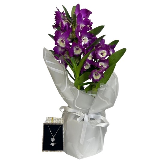 Mor Bambu Orkide Işıltısı