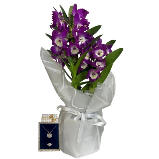 Şansın Mor Bambu Işıltısı