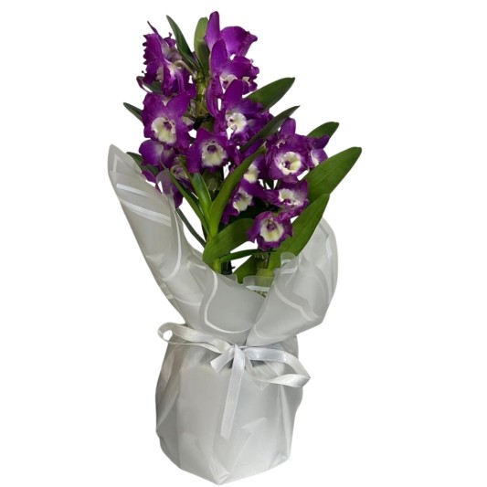 Mor Bambu Orkide Işıltısı 