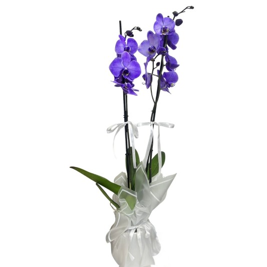 Mor Zarafet Orkidesi