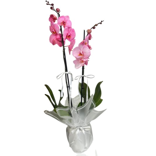 Pembe Zarafet Orkide