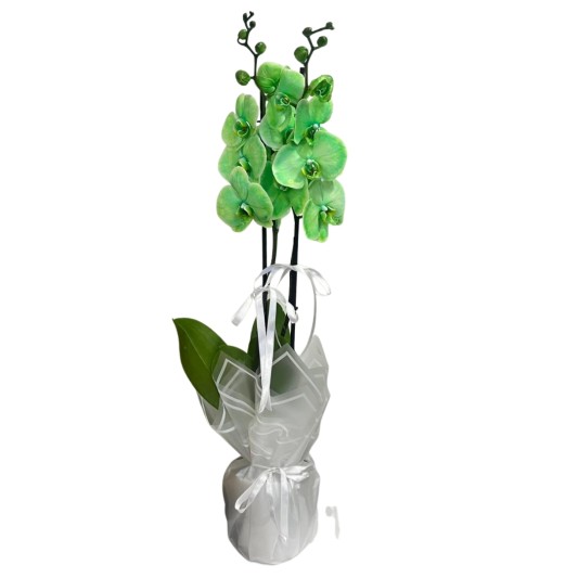 Yeşil Zarafet Orkide