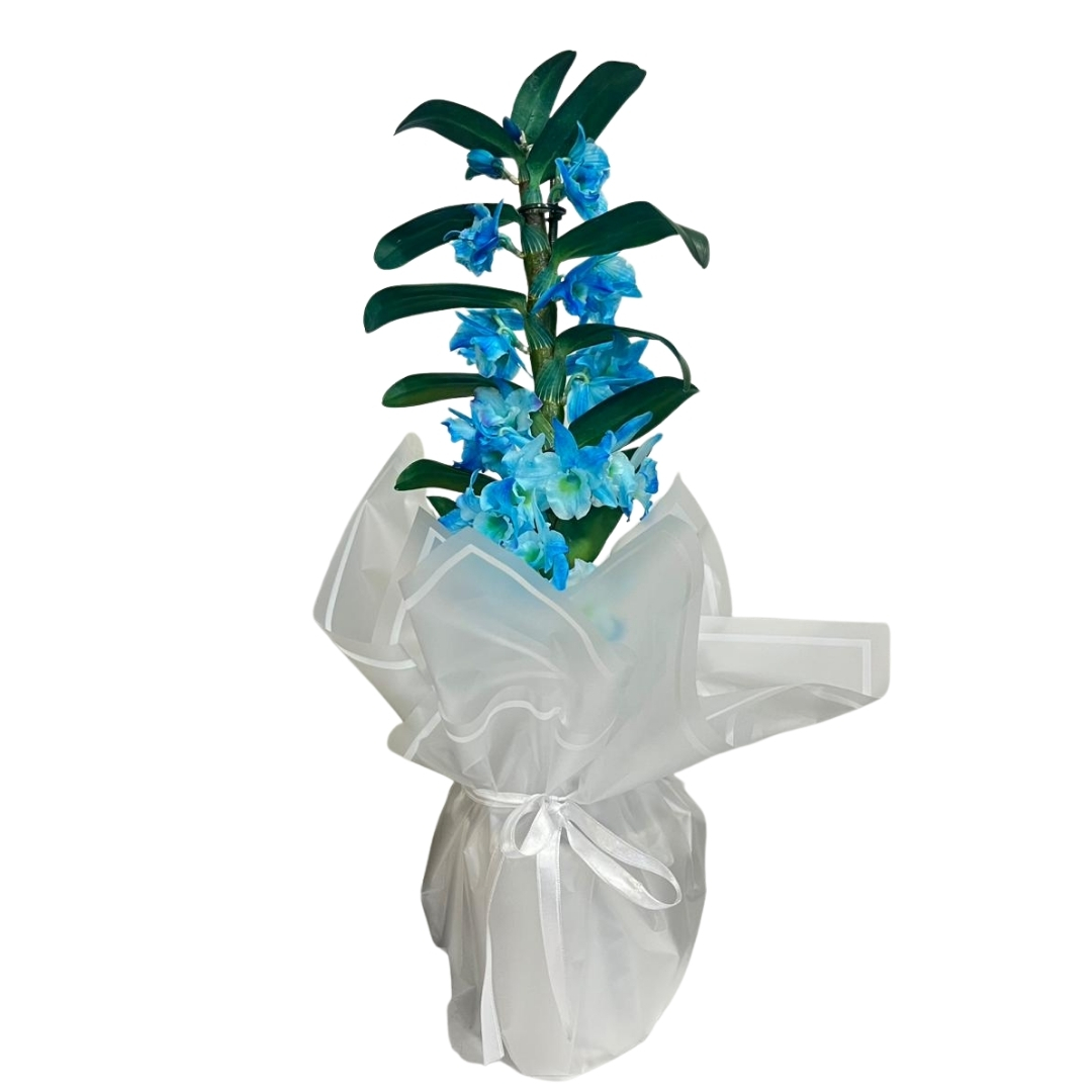 Açık Mavi Bambu Orkide