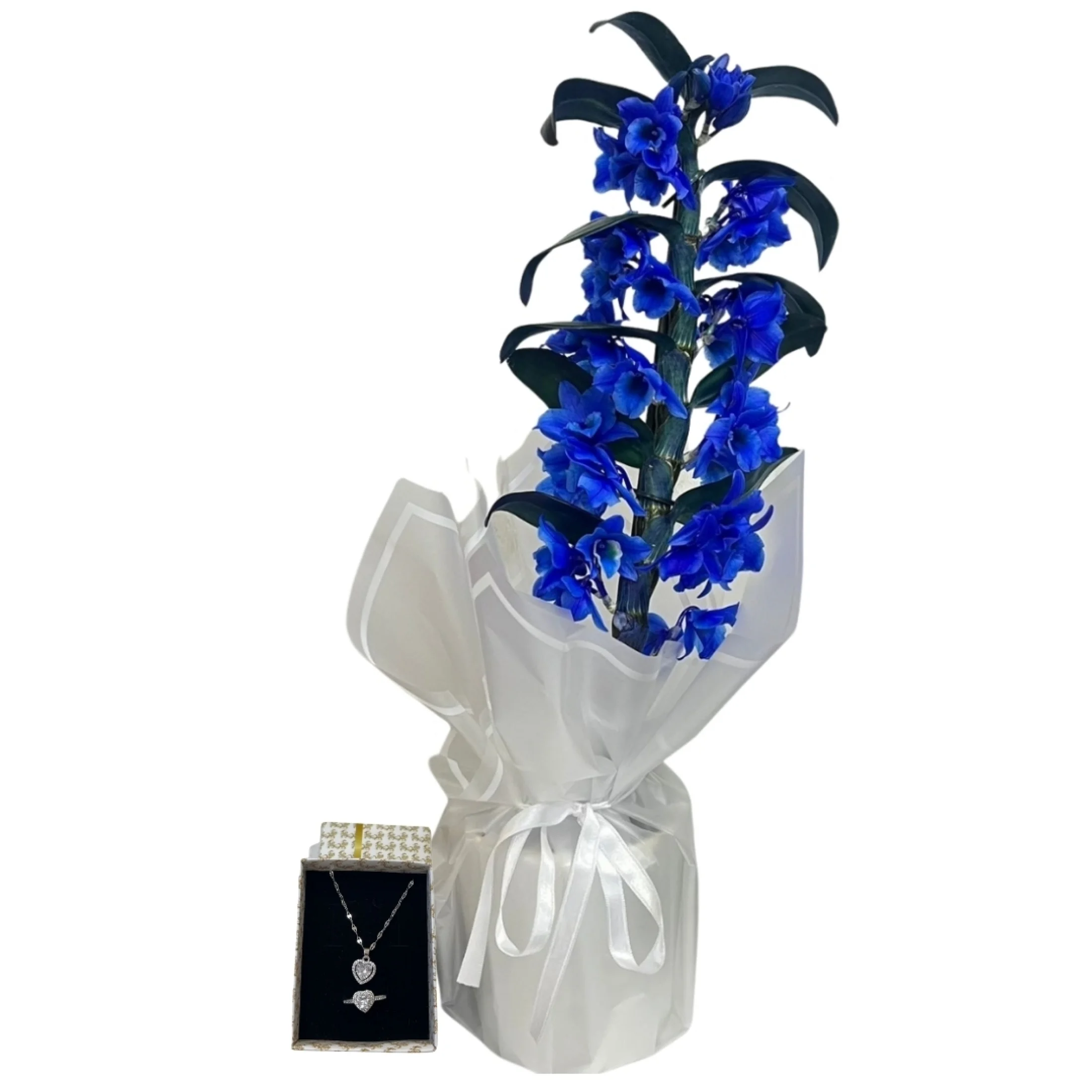 Işıltılı Mavi Bambu Orkide