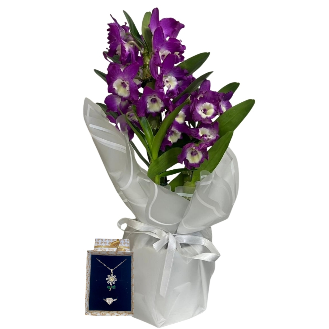 Mor Bambu Papatya Işıltısı