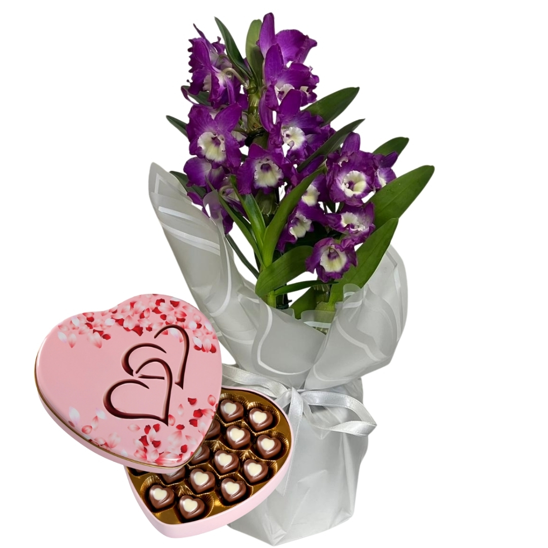 Mor Bambu Çikolatası