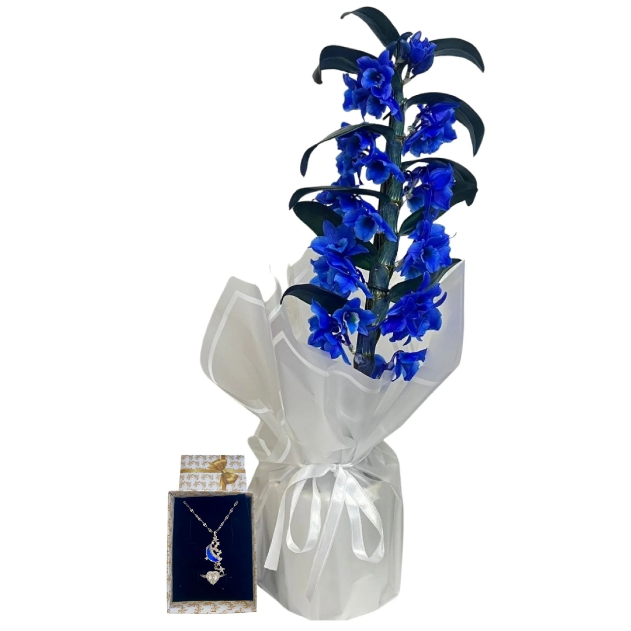 Mavi Bambu Orkide Tutulması