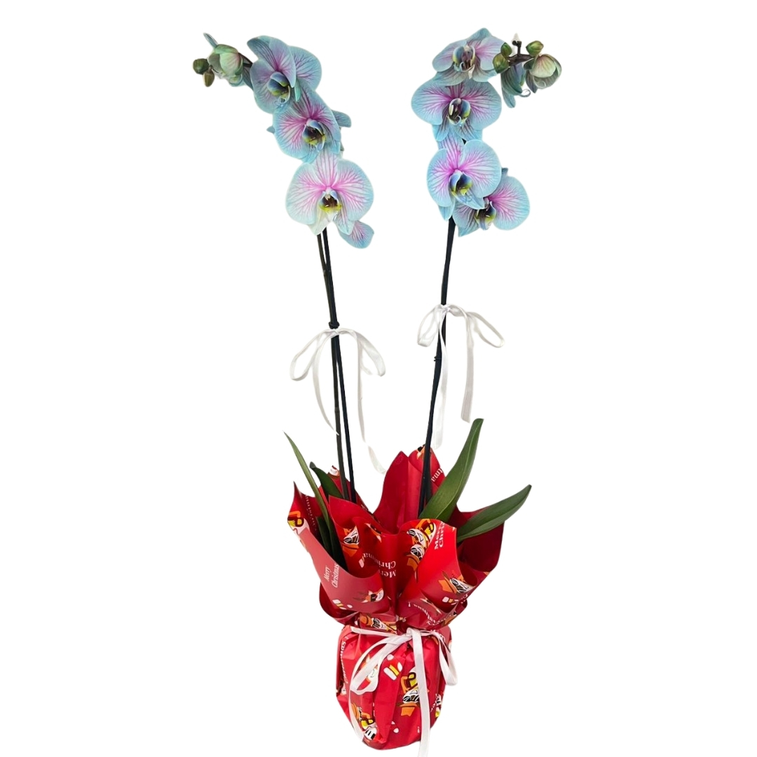 Bubble Orkide Senfonisi