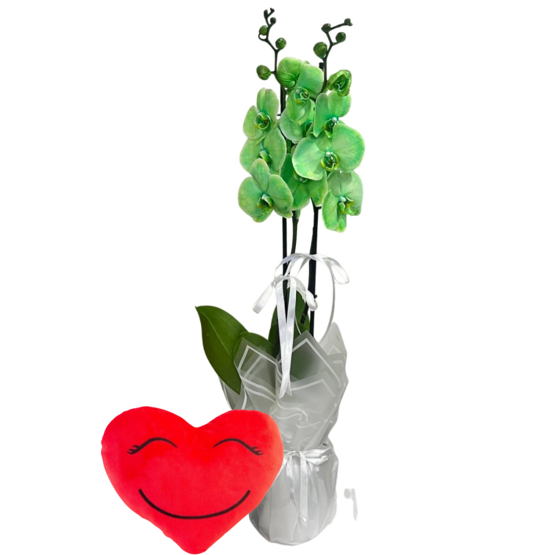 Aşkın Yeşil Işıltısı Orkide