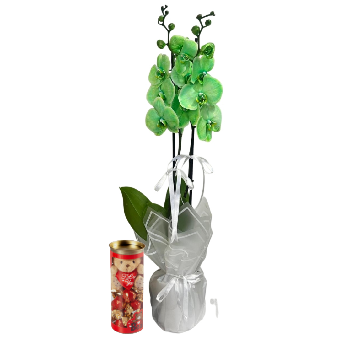 Tatlı Silindir Yeşil Orkide