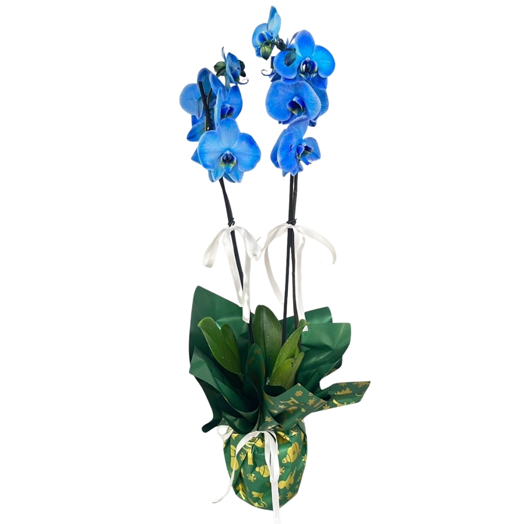 Mavi Kış Işıltısı