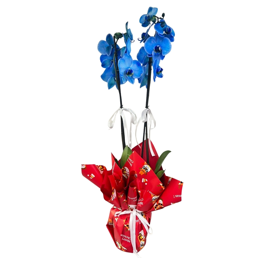 Yeni Yılın Mavi Mucizesi