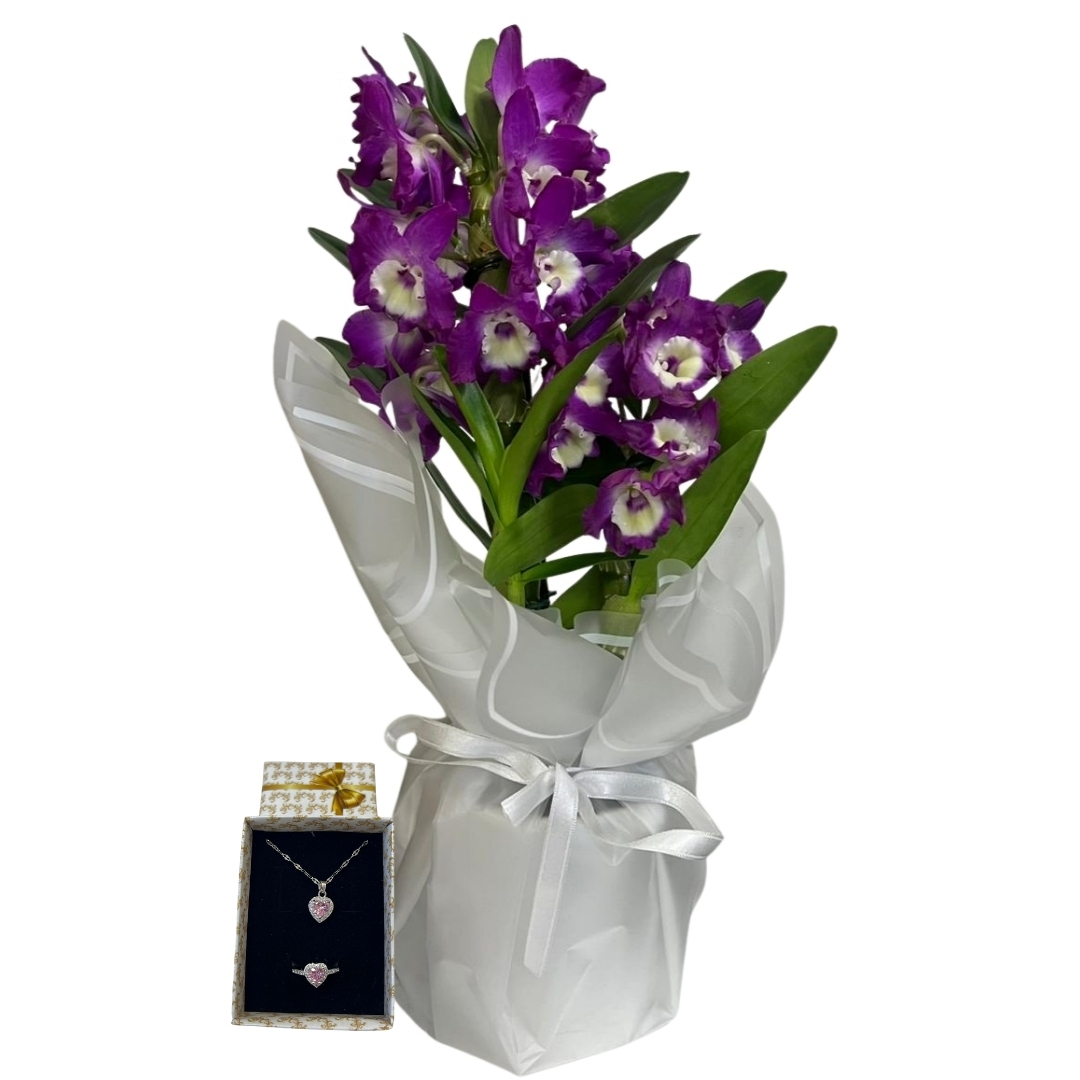 Mor Bambunun Pembe Pandorası