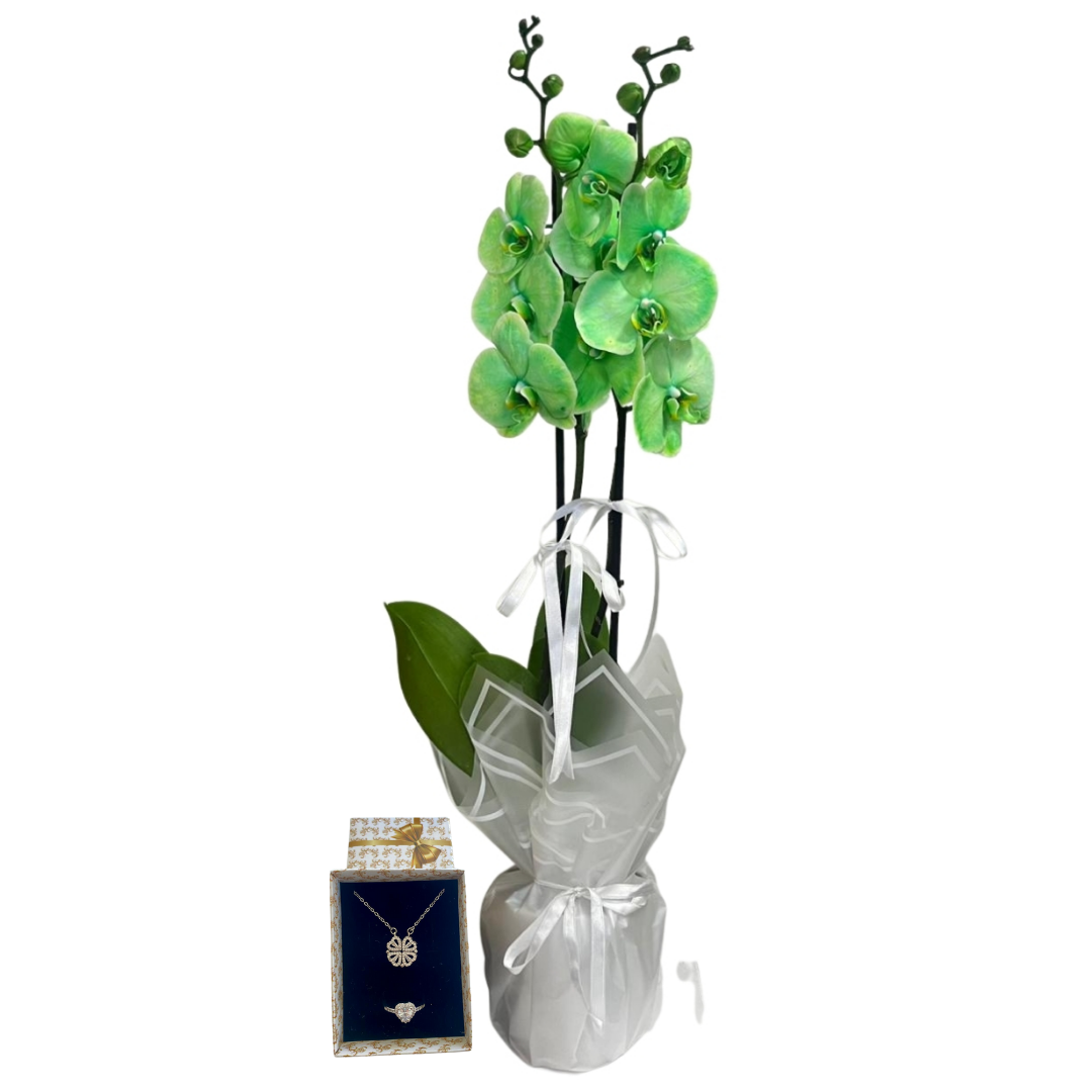 Şansın Işıltısı Yeşil Orkide