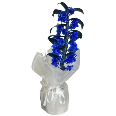 Mavi Bambu Orkide Tutulması