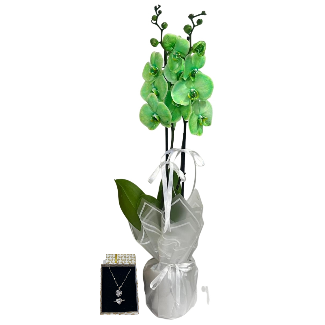 Saf Işıltı Yeşil Orkide