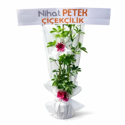 2li Şeflera Rüyası